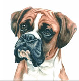 photo of boxer greetings card
