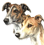 photo of greyhound pair greetings card