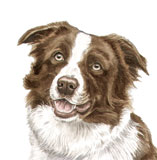 photo of border collie greetings card AC-102