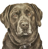 photo of Chocolate Labrador greetings card AC-105