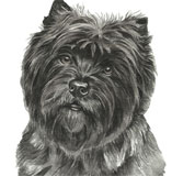 photo of Border Terrier greetings card
