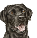 photo of Black Labrador greetings card