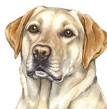 photo of Golden Labrador greetings card AC-151
