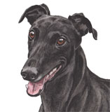photo of Greyhound greetings card