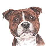 photo of Staffy greetings card - brown