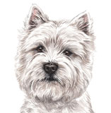 photo of West Highland White Terrier greetings card