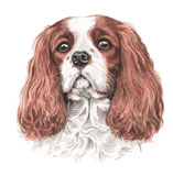 photo of Cavalier King Charles card