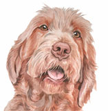 photo of Hungarian Wire Haired Vizsla AC-189 greetings card