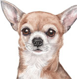 photo of Chihuahua greetings card