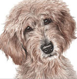 photo of Labradoodle greetings card AC-152