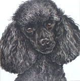 photo of Black Poodle Greetings Card AC-217
