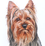 photo of AC-218 Yorkshire Terrier greetings card
