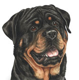 photo of Rottweiler greetings card