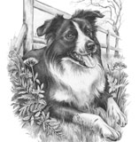 photo of border collie greetings card AC-BW27