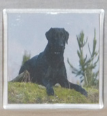 photo of Black Labrador Coaster