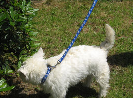Westie Ben with Collar and Lead
