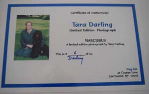 photo of photo of Bichon Frise No 6 portrait certificate