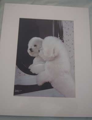 photo of photo of Bichon Frise No 6 portrait mount