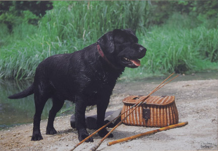 photo of photo of Black Labrador No 2 portrait image