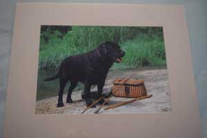 photo of photo of Black Labrador Black Labrador No 2 mount