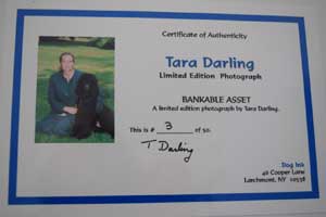 photo of photo of Black Labrador No 2 portrait certificate