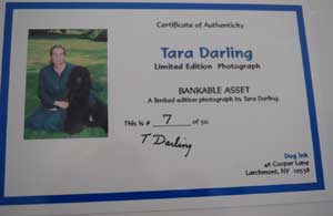 photo of photo of Black Labrador No 7 portrait certificate