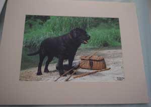 photo of photo of Black Labrador Black Labrador No 7 signature