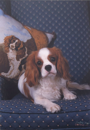 photo of photo of Cavalier King Charles Spaniel No 5 portrait image