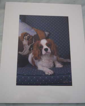 photo of photo of Cavalier King Charles Spaniel No 5 mounted
