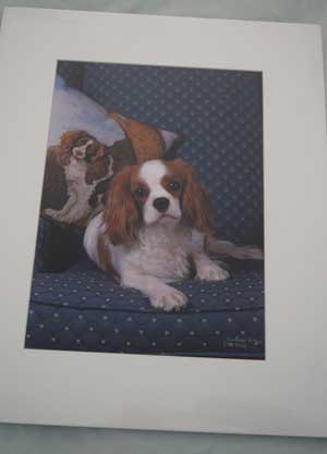 photo of photo of Cavalier King Charles Spaniel No 5 mounted