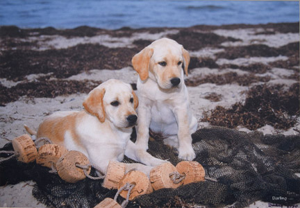 photo of photo of Yellow Labradors portrait image