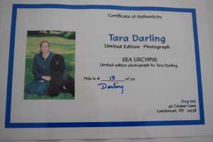 photo of Yellow Labradors No 13 portrait certificate