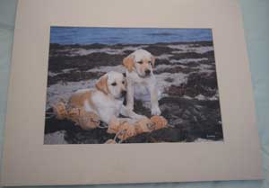 photo of photo of Yellow Labradors No 13 mounted