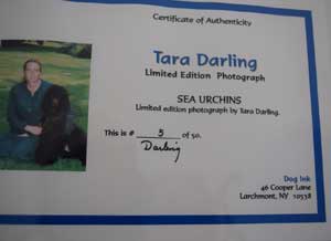 photo of Yellow Labradors No 5 portrait certificate