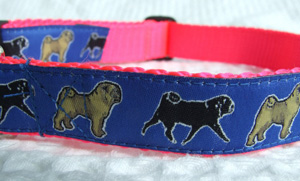 photo of Pug on Blue/Pink Collar