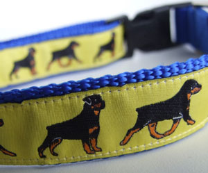 photo of Rottweiler Yellow on Blue Collar