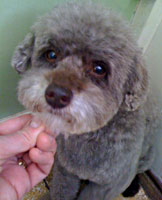 Toy Poodle Groomed