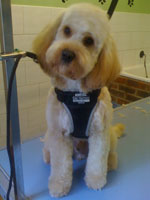 Cockerpoo sitting for grooming in Hythe
