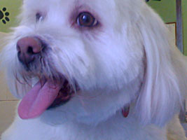 groomed Teddy Bear Dog dog close-up