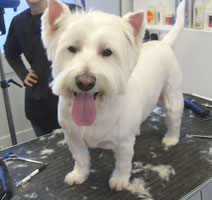 West Highland Terrier on grooming table