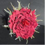 Click to Enlarge The Carmen Rose
