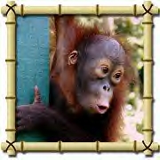 Baby orangutan Sue