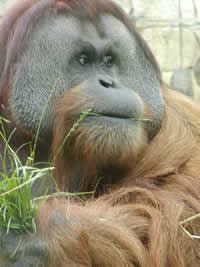 Orangutan