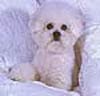 photo of Bichon Frise Bookmark