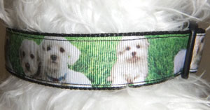 photo of Printed Collar - Lhasa Apso