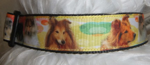 photo of Dog Collar - Shetland Sheepdog