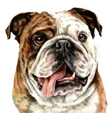 photo of british bulldog greetings card