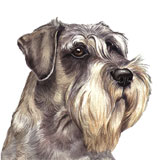 photo of schnauzer greetings card