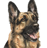 photo of German Shepherd Greetings Card AC-06