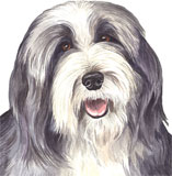 photo of bearded collie greetings card